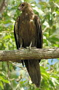 Whistling Kite