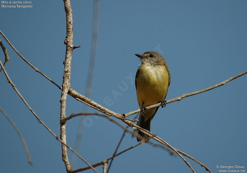 Lemon-bellied Flyrobinadult breeding