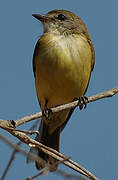 Lemon-bellied Flyrobin