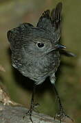 South Island Robin