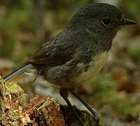 South Island Robin