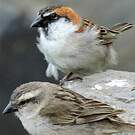 Moineau à dos roux