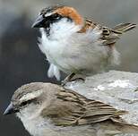 Moineau à dos roux