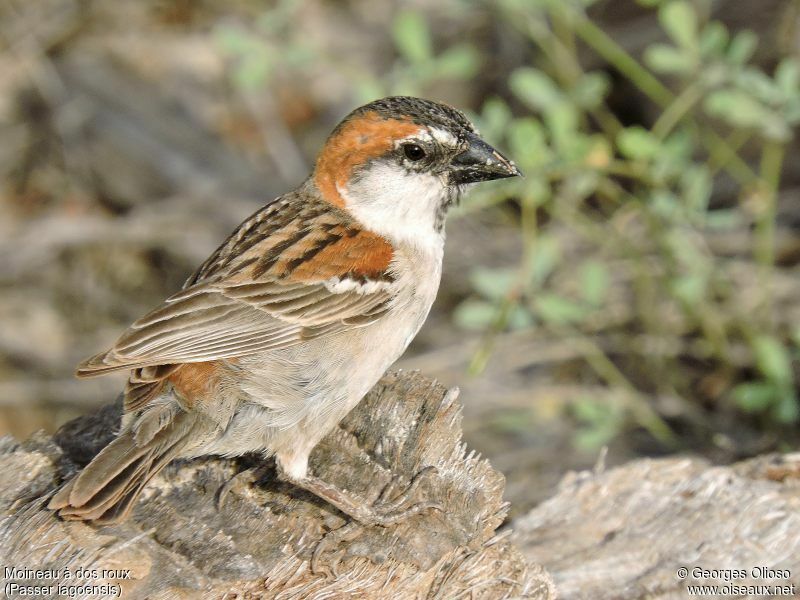 Iago Sparrow male adult breeding