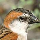 Moineau à dos roux