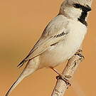 Moineau blanc