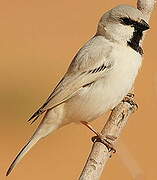 Desert Sparrow