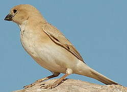 Desert Sparrow