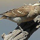 Moineau bridé