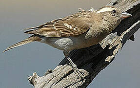 Yellow-throated Bush Sparrow