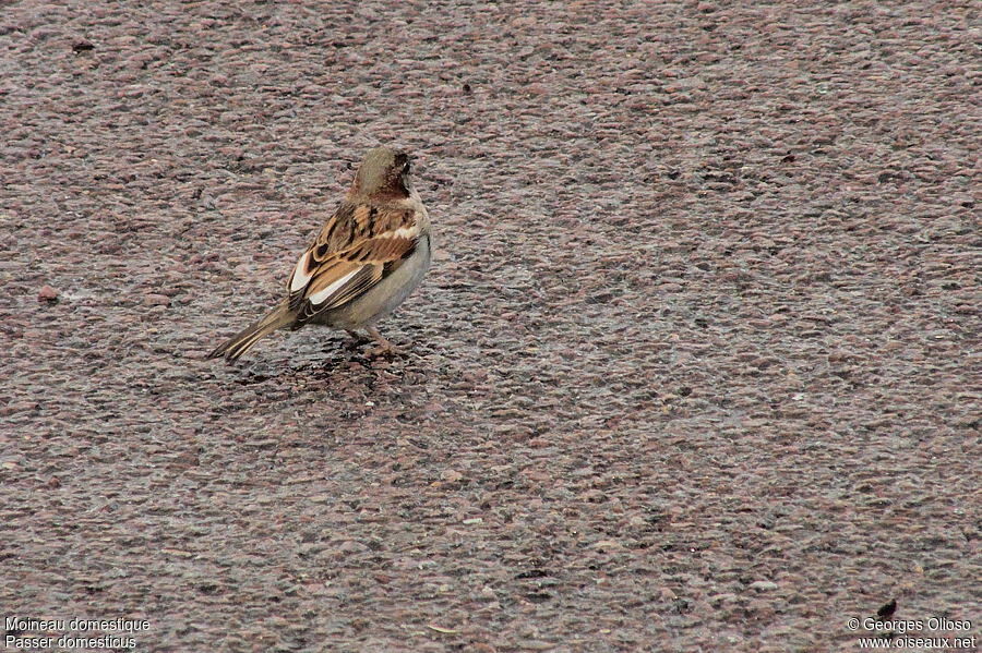 House Sparrow male adult post breeding