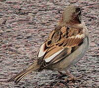 House Sparrow