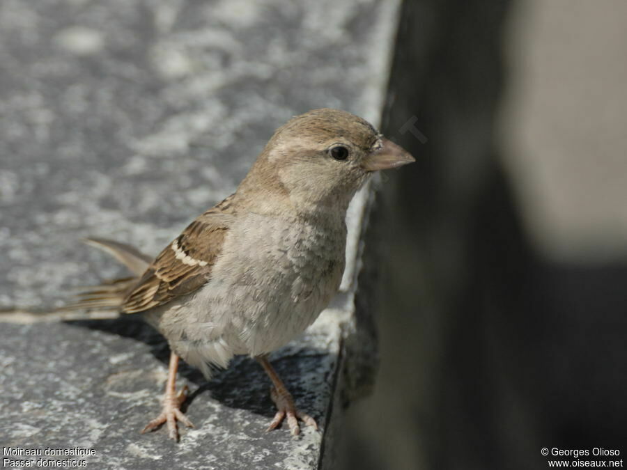 Moineau domestique femelle adulte nuptial, identification