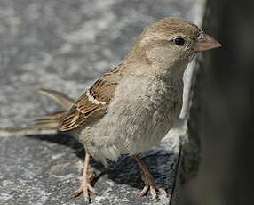 Moineau domestique