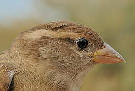 House Sparrow