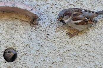 Moineau domestique