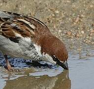 House Sparrow