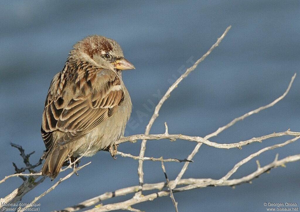 House Sparrow male, identification