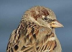 Moineau domestique