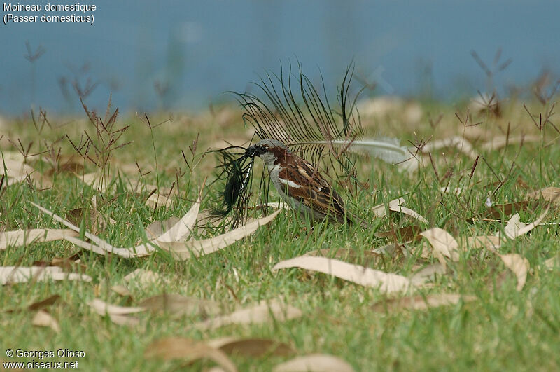 House Sparrow