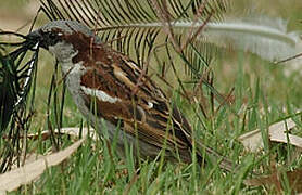 House Sparrow