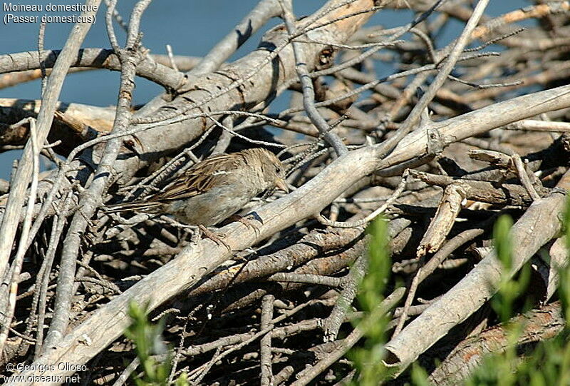 Moineau domestique