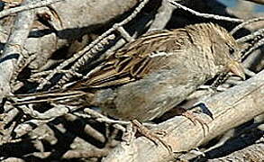 House Sparrow