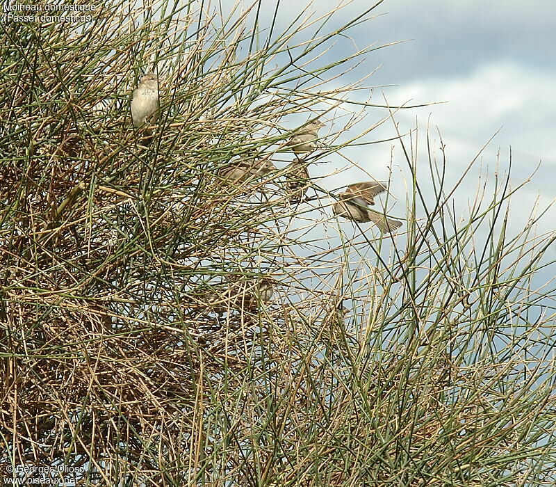 House Sparrow