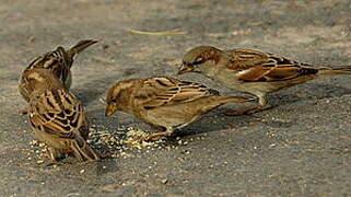 House Sparrow