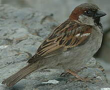 House Sparrow