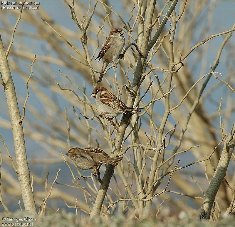 House Sparrow