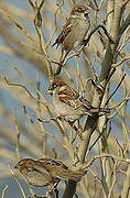 House Sparrow