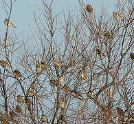 House Sparrow