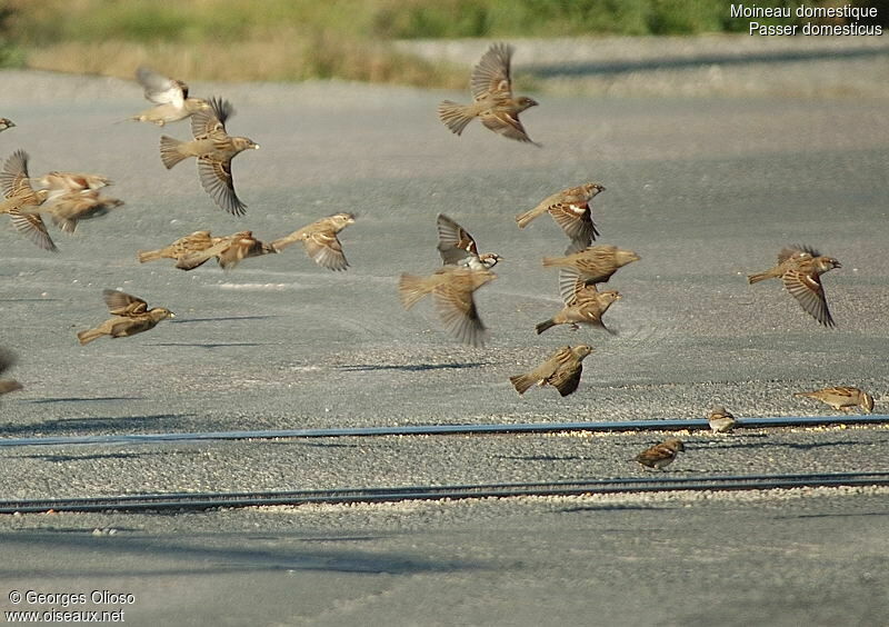 House Sparrowadult breeding