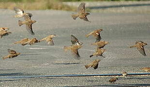 Moineau domestique