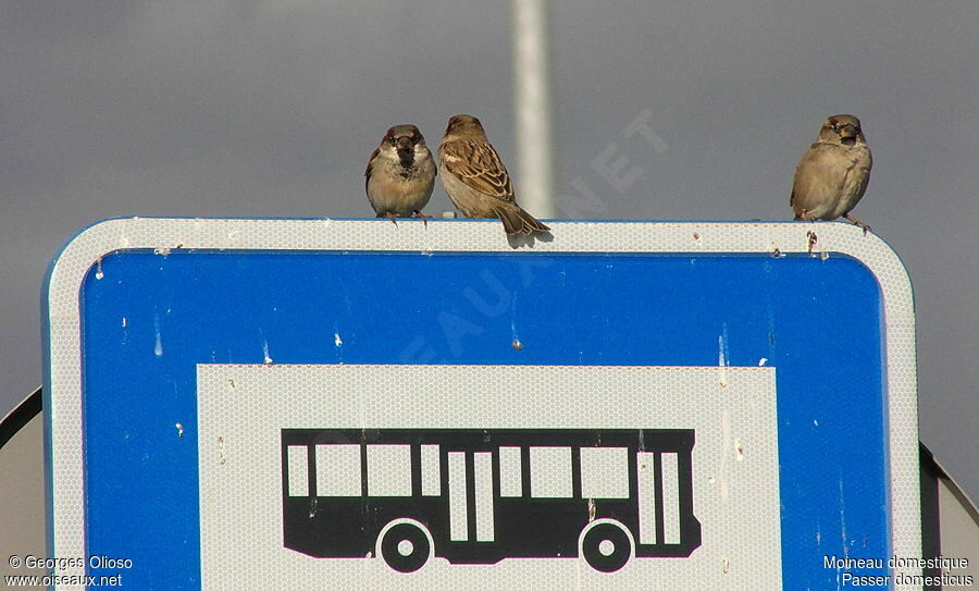 House Sparrow adult post breeding