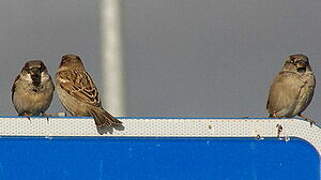 Moineau domestique