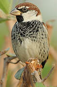 Spanish Sparrow