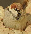 Moineau espagnol