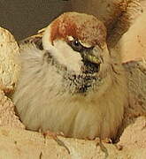 Spanish Sparrow