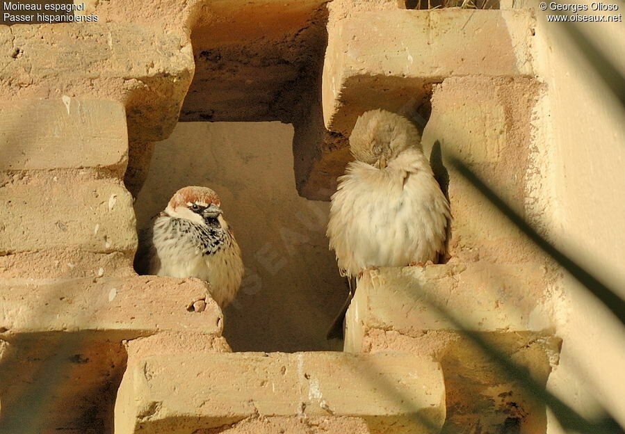 Moineau espagnol adulte internuptial