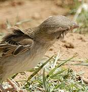 Spanish Sparrow