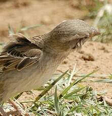 Moineau espagnol