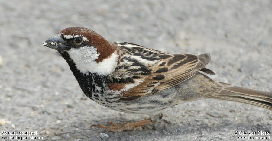 Spanish Sparrow male adult breeding, identification