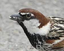 Spanish Sparrow