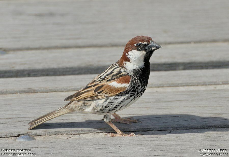 Moineau espagnol mâle adulte nuptial, identification