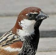 Spanish Sparrow