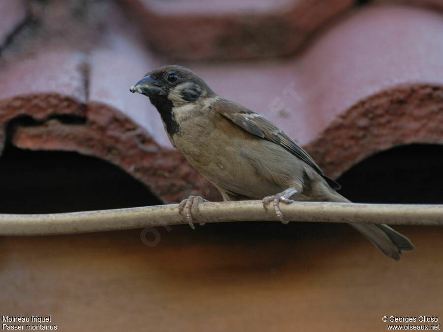 Moineau friquetadulte nuptial, identification, Nidification, Comportement