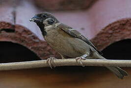 Eurasian Tree Sparrow