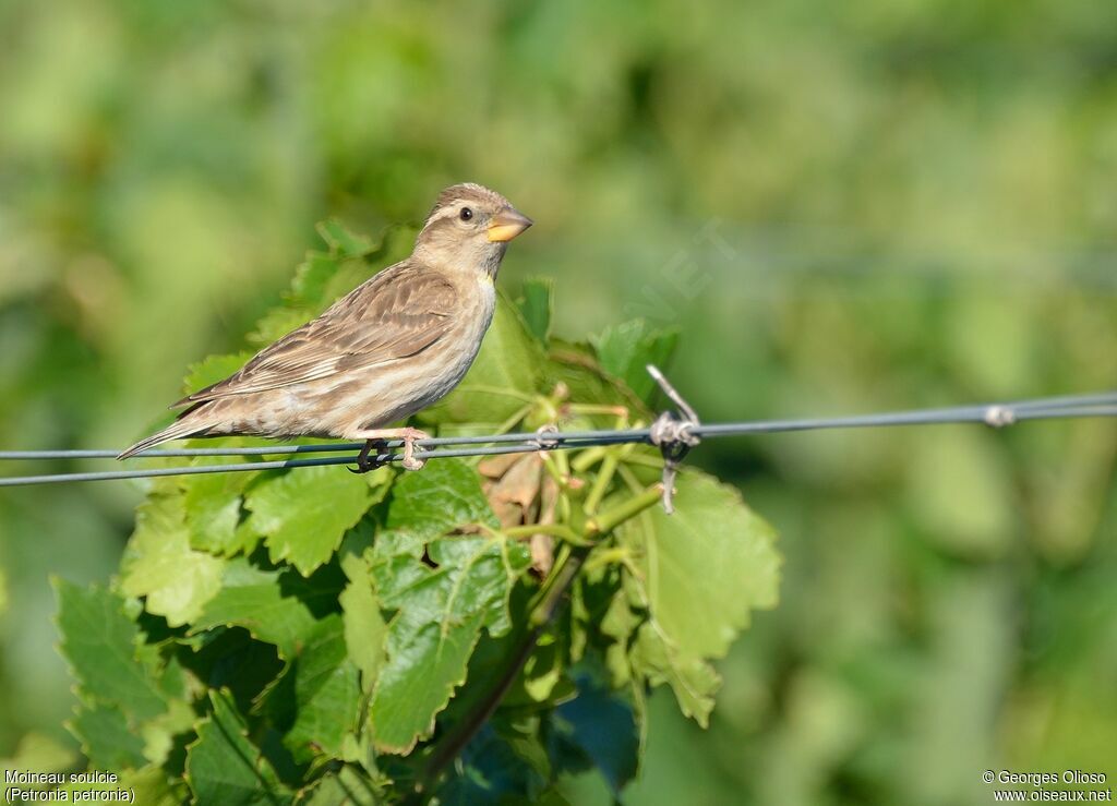 Rock Sparrowadult breeding, identification